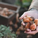 how to store tulip bulbs