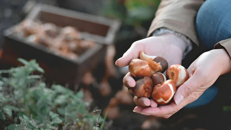 How to Store Tulip Bulbs for Next Season: Best Advice how to store tulip bulbs