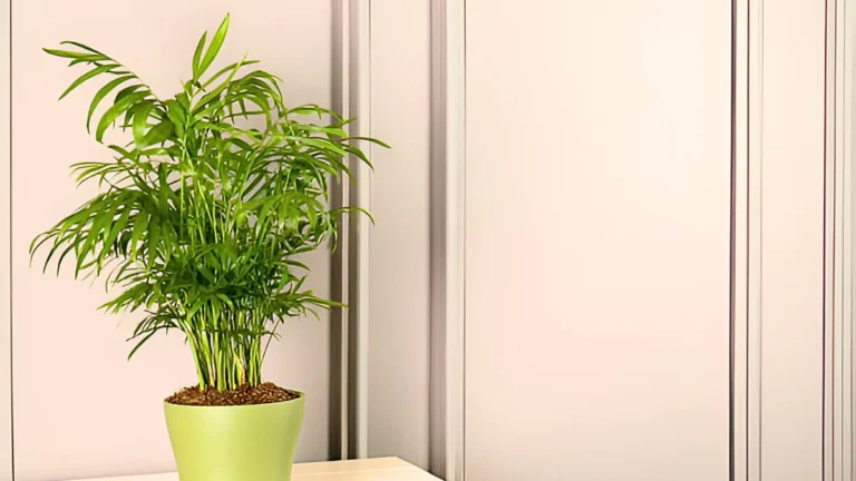 Parlor Palm: The Ultimate Indoor Greenery Parlor Palm