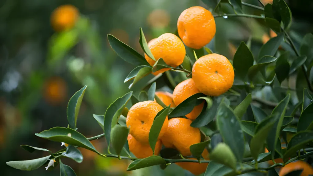 Clementine tree