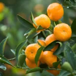 Clementine tree