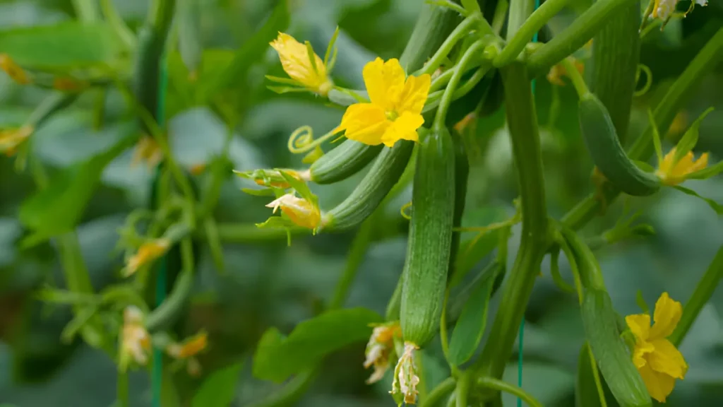 Cucumber plants