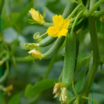 Cucumber plants