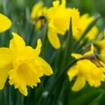 Daffodil