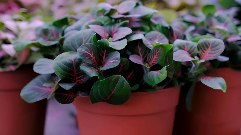 fittonia plant