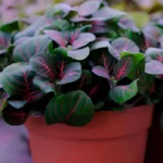 fittonia plant