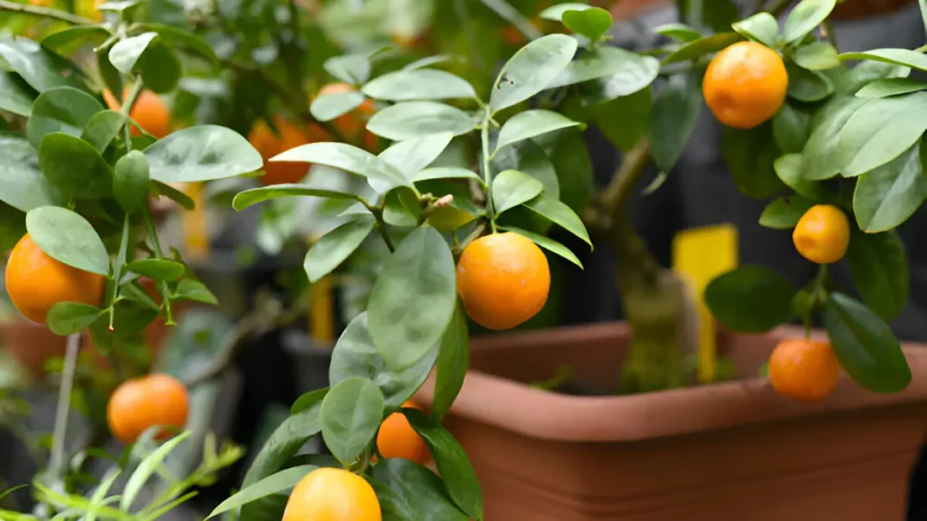 Fruit trees to grow indoors