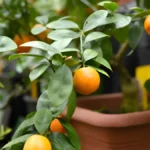 Fruit trees to grow indoors