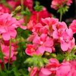 Geraniums