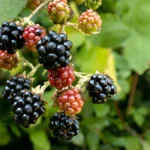 Growing blackberries from cuttings