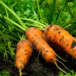 Growing carrots