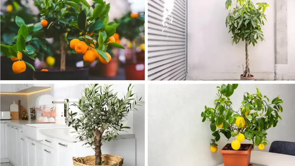 Growing fruit trees indoors