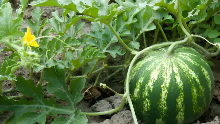Growing watermelon