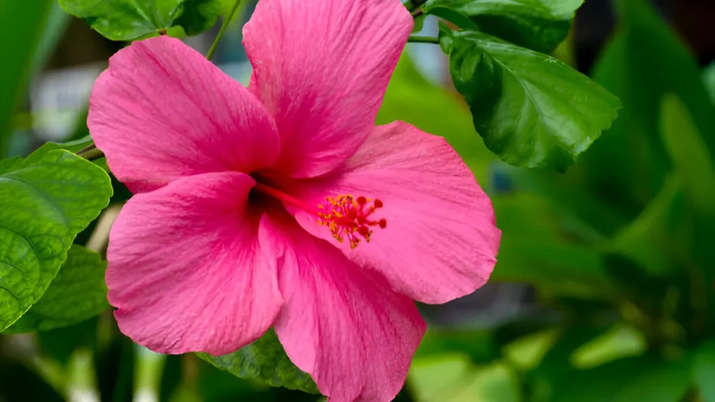 Hibiscus flower