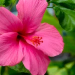 Hibiscus flower