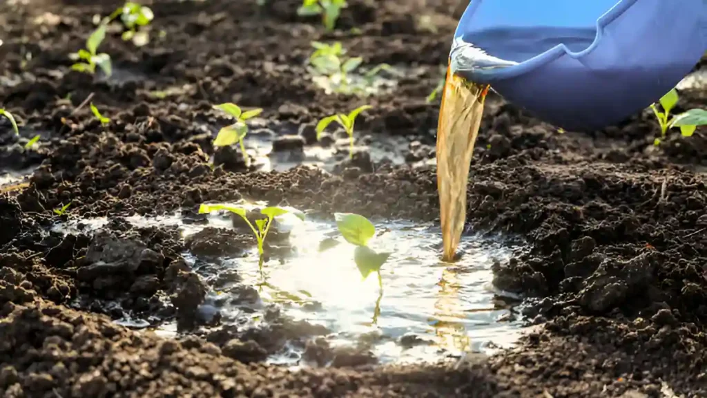 Homemade liquid fertilizer