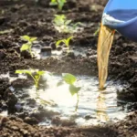 Homemade liquid fertilizer