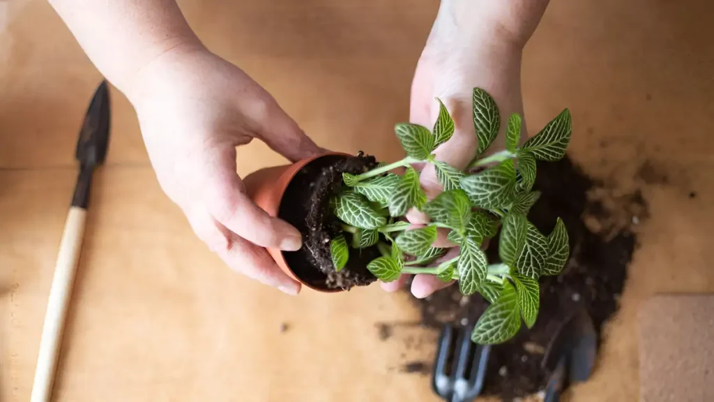 How to care for a fittonia plant