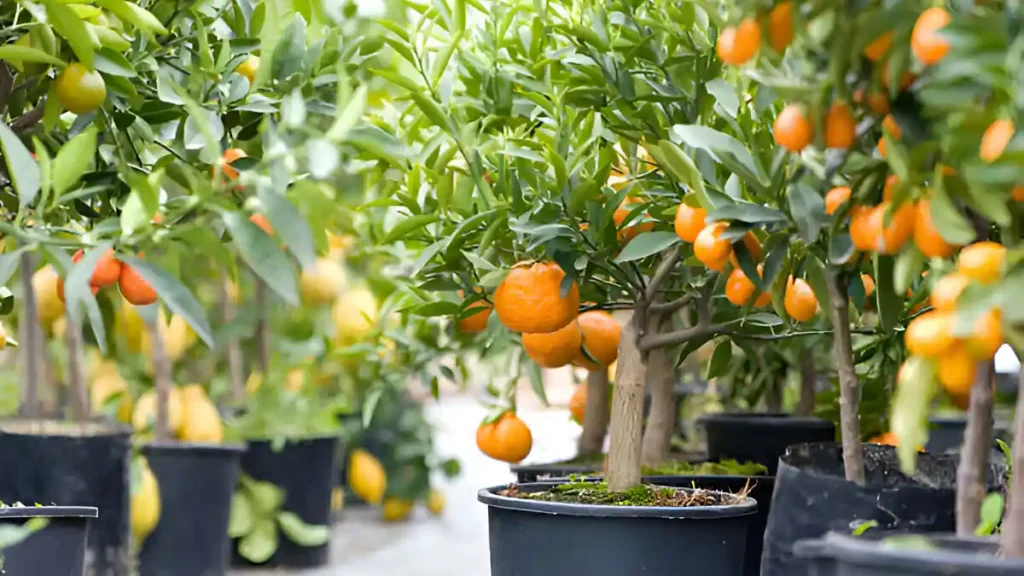 How to grow a clementine tree