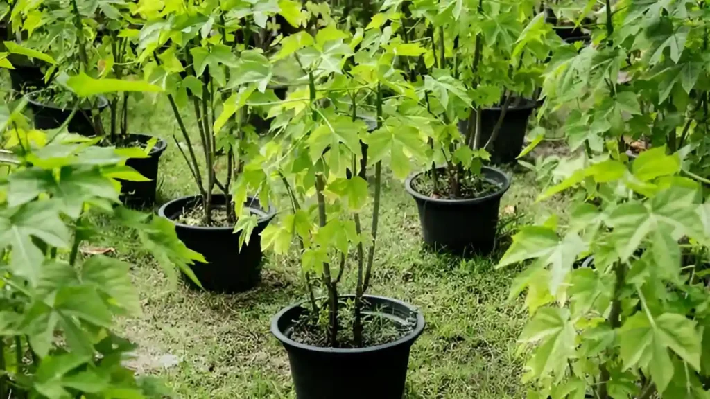 How to grow papaya in pots