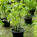 How to grow papaya in pots