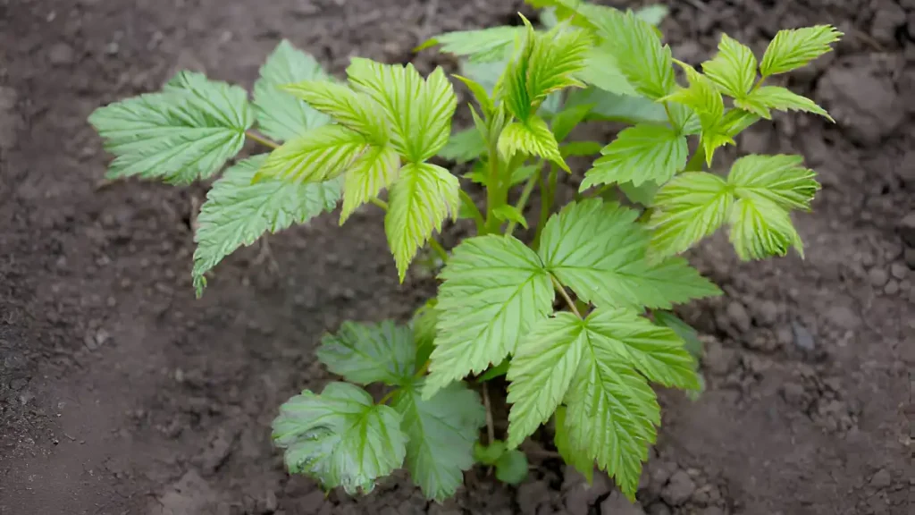 How to plant raspberries