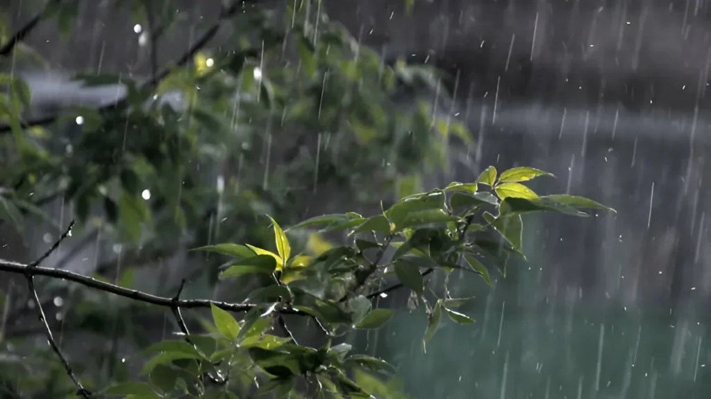 How to protect plants from heavy rain