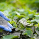 Is wood ash good for the garden