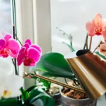 Orchid care for beginners