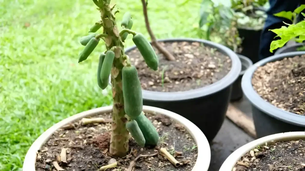 Papaya tree