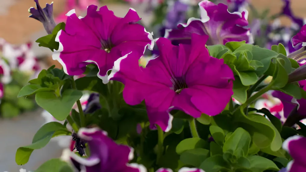 Petunias