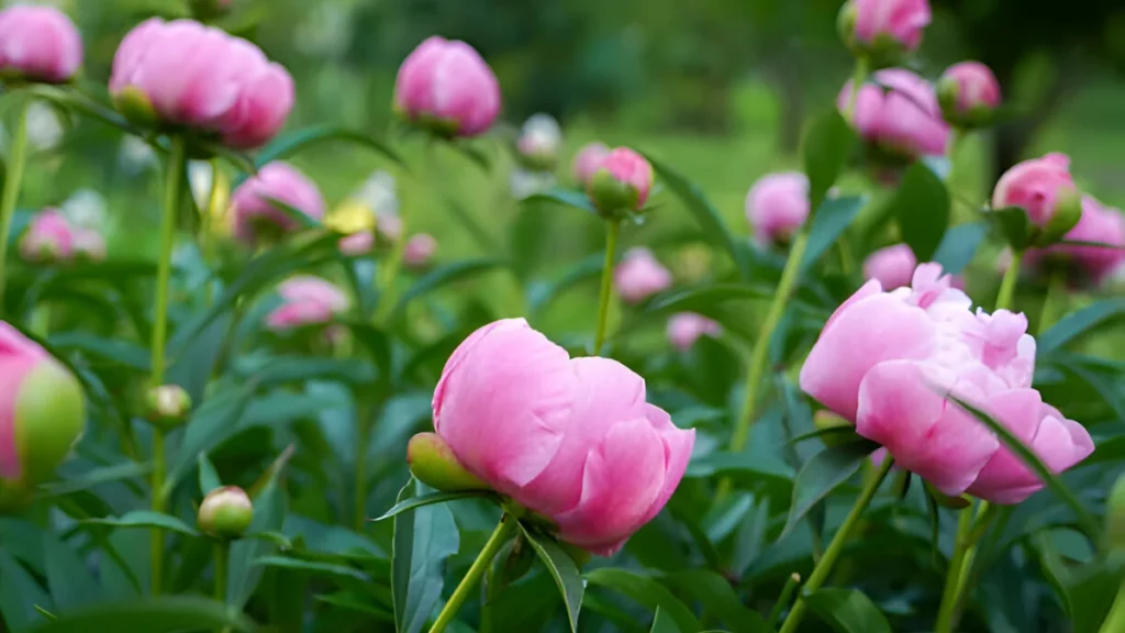 Pink peonies