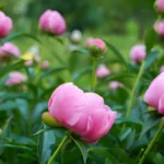 Pink peonies