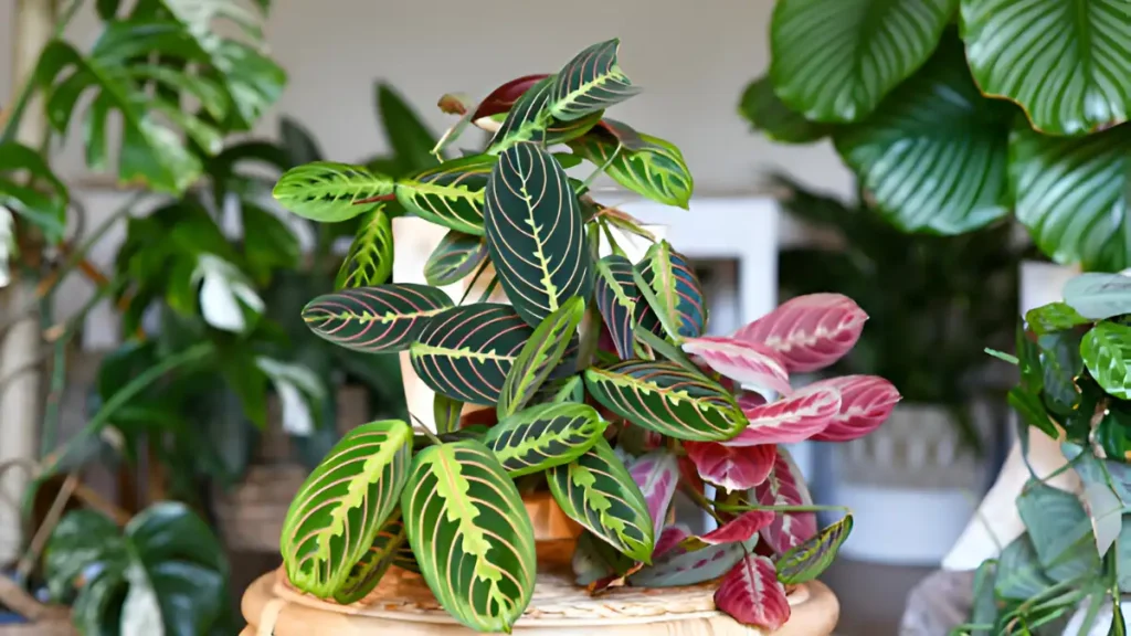 Prayer plant