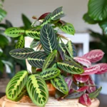 Prayer plant