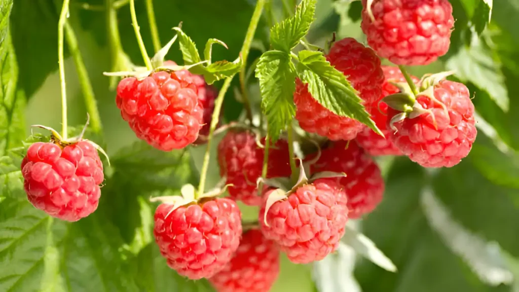 Raspberry plants