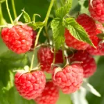 Raspberry plants