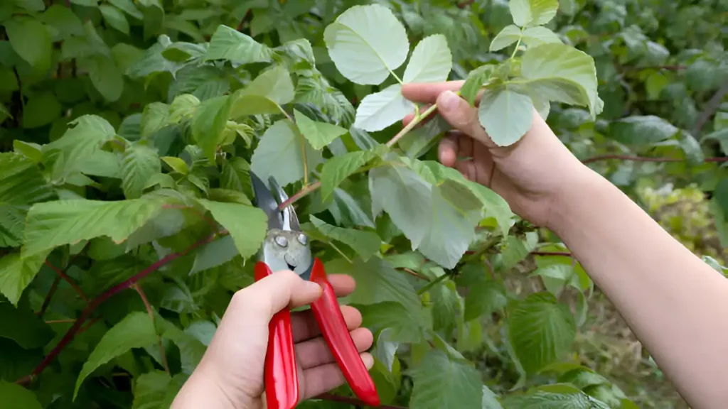 Raspberry plants care