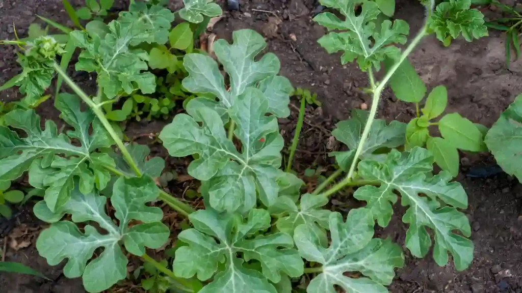 Tips for growing watermelon