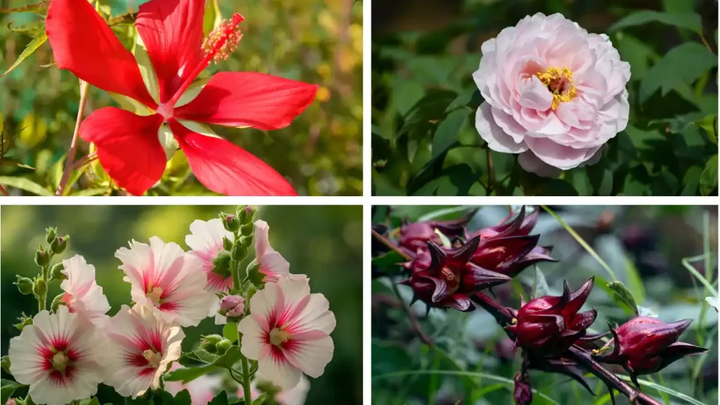 Types of hibiscus flowers pictures