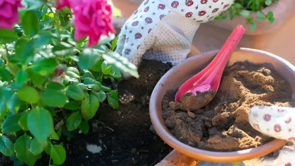 Used coffee grounds for plants