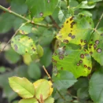 Yellow leaves on roses