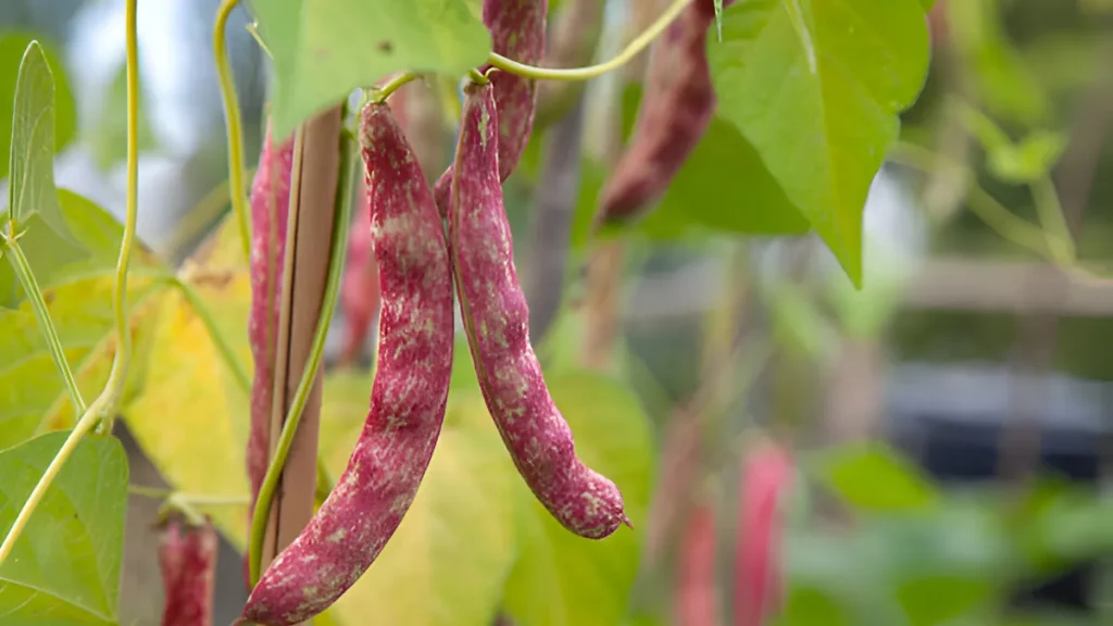 Growing horticultural beans