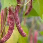 Growing horticultural beans