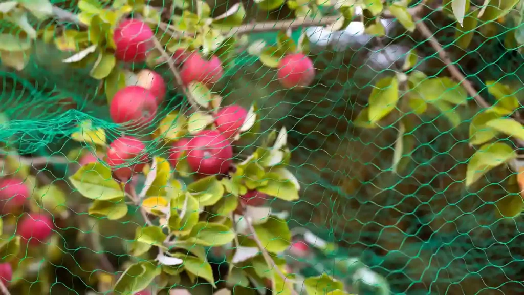 How to keep birds off fruit trees