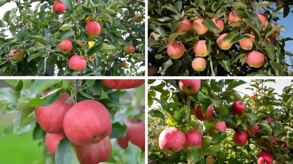 Red apple varieties