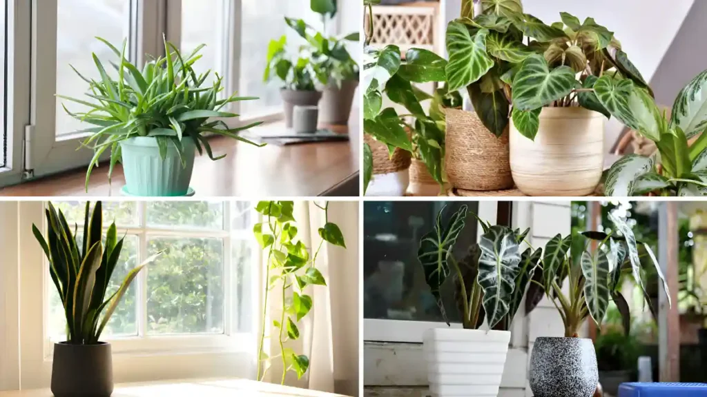 best indoor plants for bright light