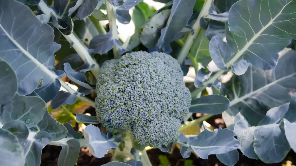 Broccoli varieties