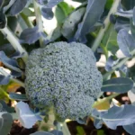 Broccoli varieties