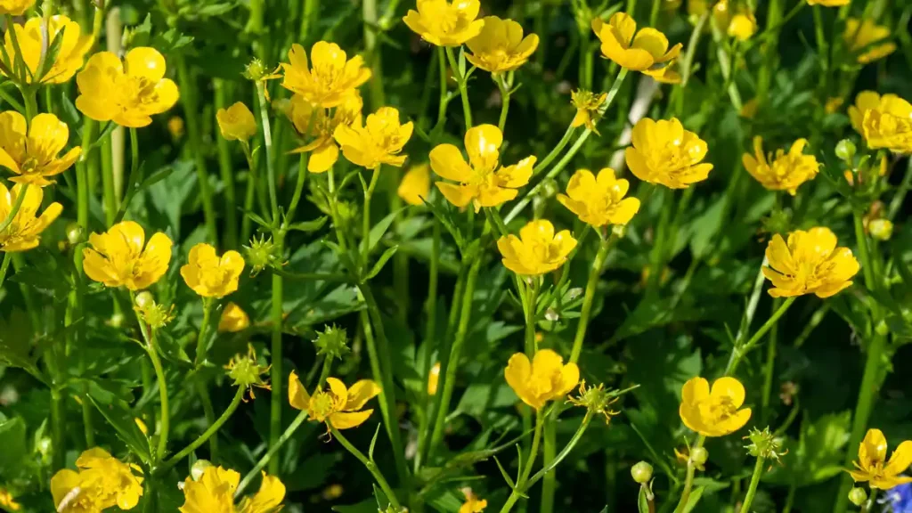 Buttercup weeds